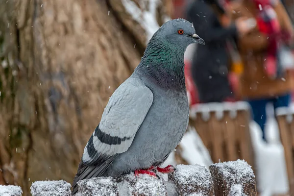 Vue Rapprochée Pigeon Hiver — Photo