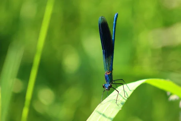 Detailní Pohled Krásný Hmyz Přírodě — Stock fotografie