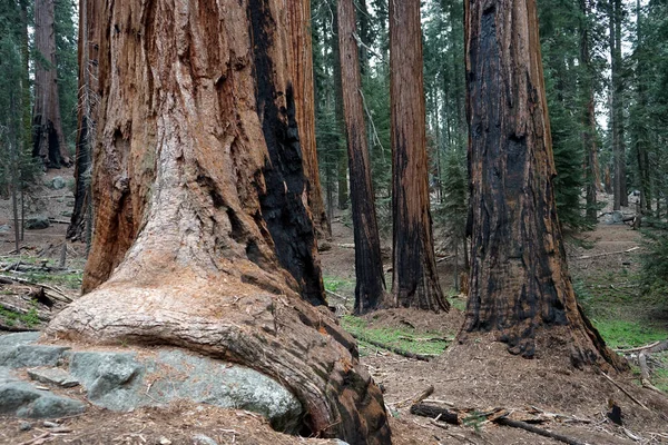 Velký Strom Lese — Stock fotografie