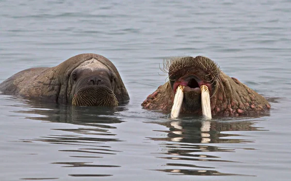 Eine Robbe Mit Einem Jungen Robbenweibchen Strand — Stockfoto