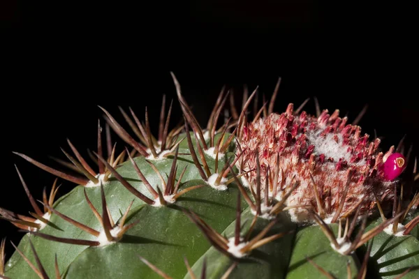 Mooi Botanisch Schot Natuurlijk Behang — Stockfoto