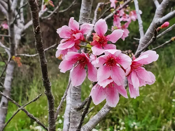 庭で育つ美しい色とりどりの花たち — ストック写真