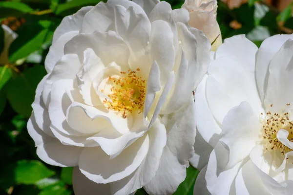 White Yellow Rose Flower Garden — Stock Photo, Image