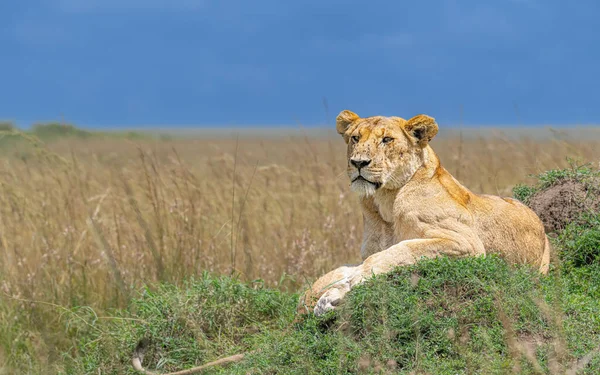 Jonge Leeuw Rustend Savanne Van Kenya — Stockfoto