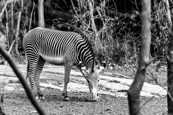 Zebra Savana África — Fotografia de Stock