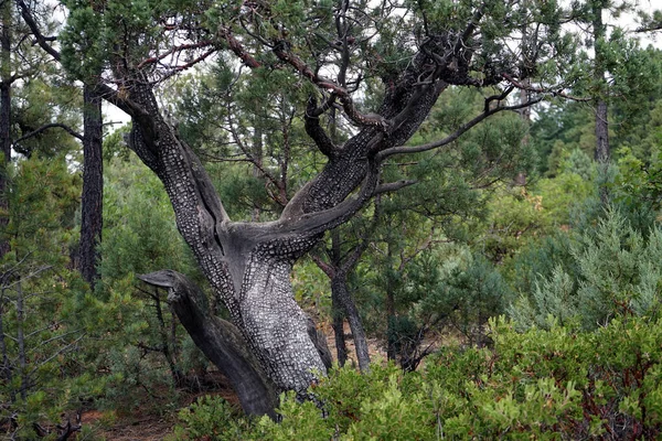 Ormanda Bir Ağaç — Stok fotoğraf