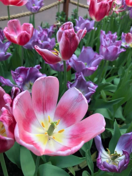Belles Fleurs Tulipes Dans Jardin — Photo