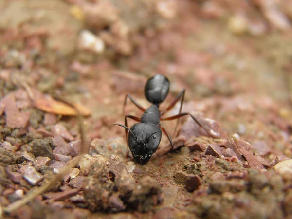 Primer Plano Escarabajo Negro — Foto de Stock