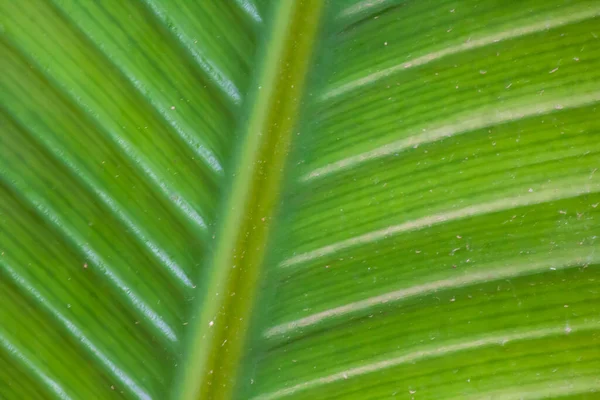 Grön Blad Struktur Bakgrund Närbild — Stockfoto