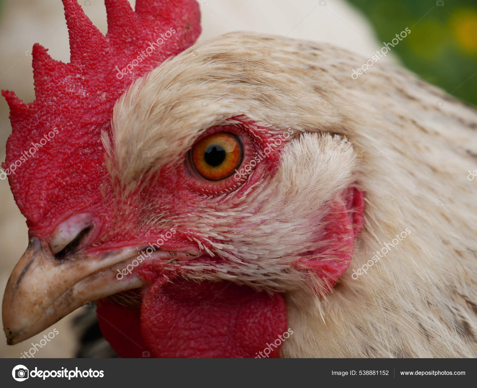 암탉의 머리멋진 — 스톡 사진 © Wirestock #538881152, image size:1600x1301