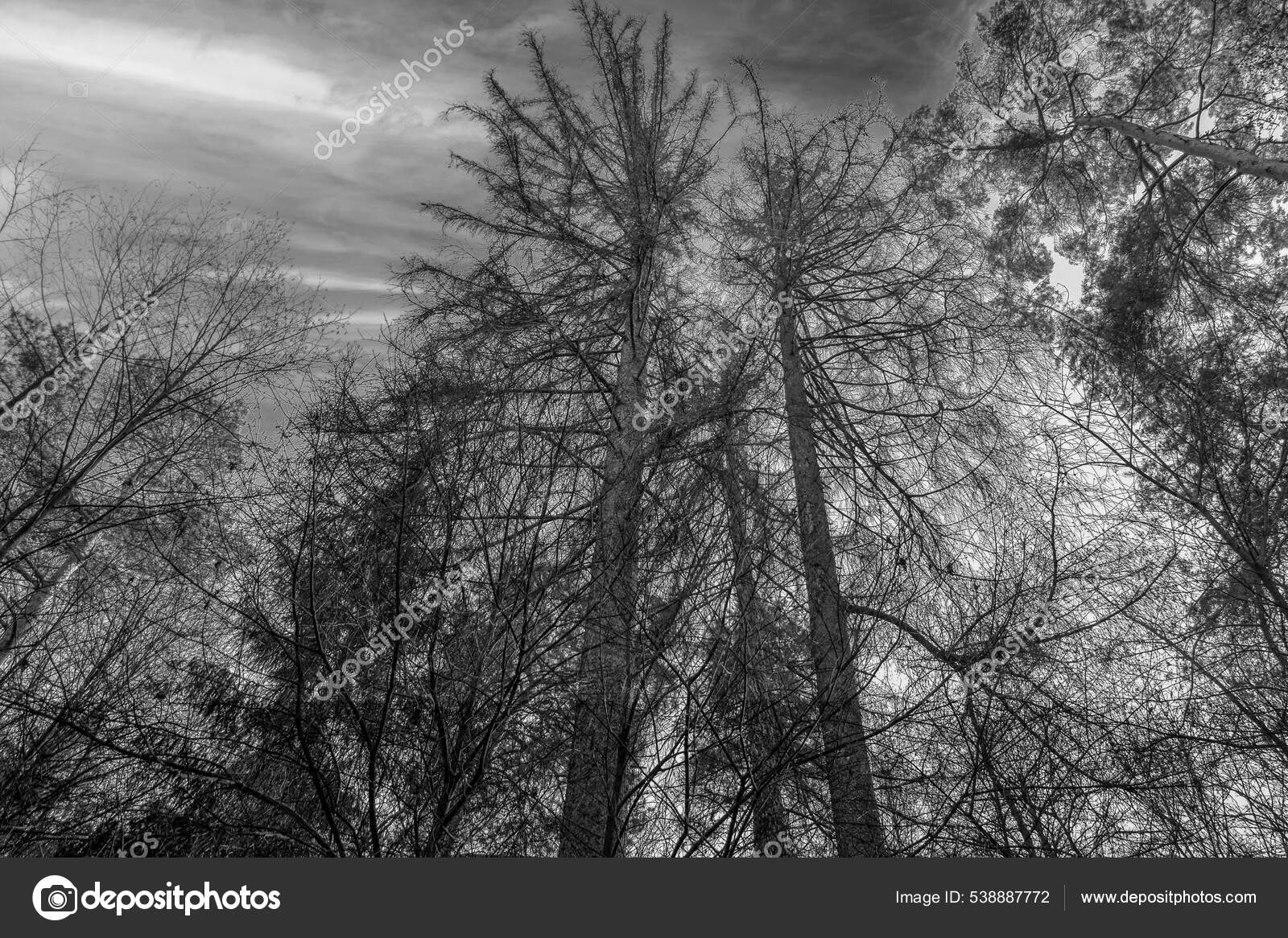 Forêt d'hiver en montagne, croquis. Illustration : image vectorielle de  stock (libre de droits) 506018539 | Shutterstock, image size:1600x1166