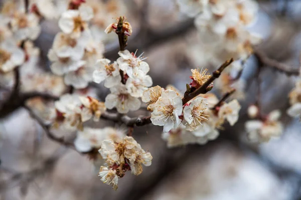 Flores Primavera Árbol — Foto de Stock