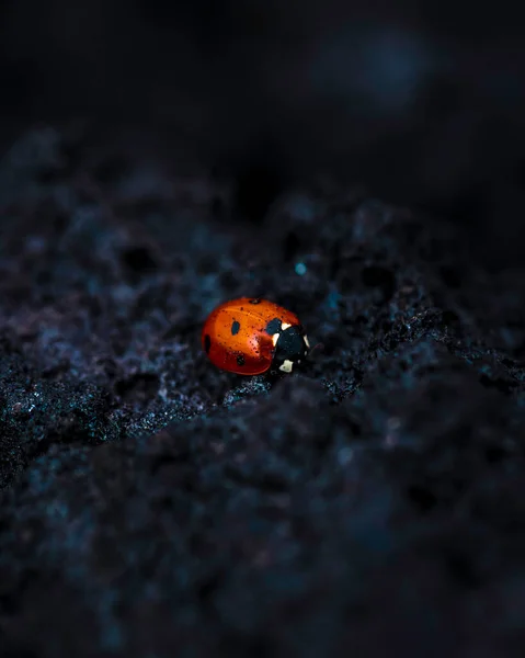 Ladybug Черном Фоне — стоковое фото