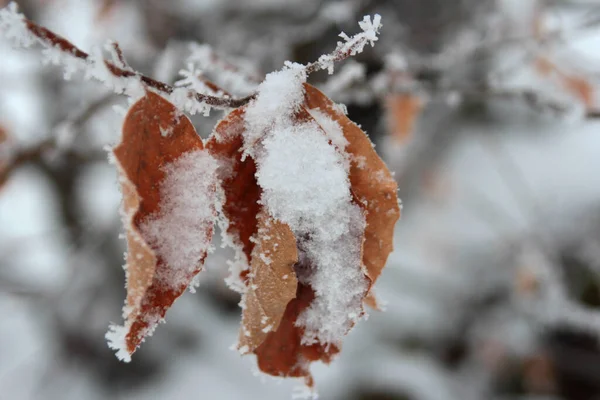 Замороженная Ветвь Дерева Снегу — стоковое фото