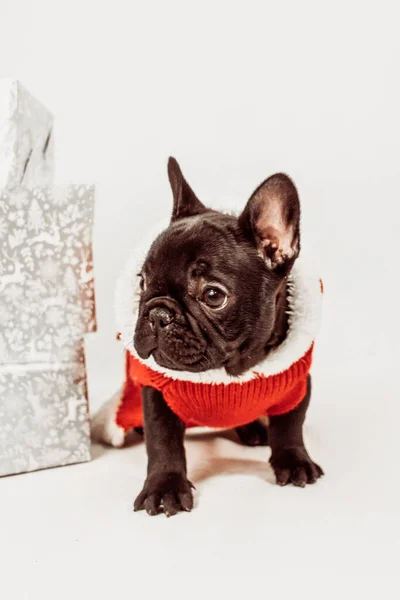 Niedlicher Mops Hund Mit Weißem Halsband — Stockfoto