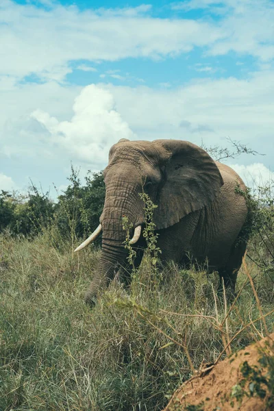 Słoń Sawannie Kenii — Zdjęcie stockowe