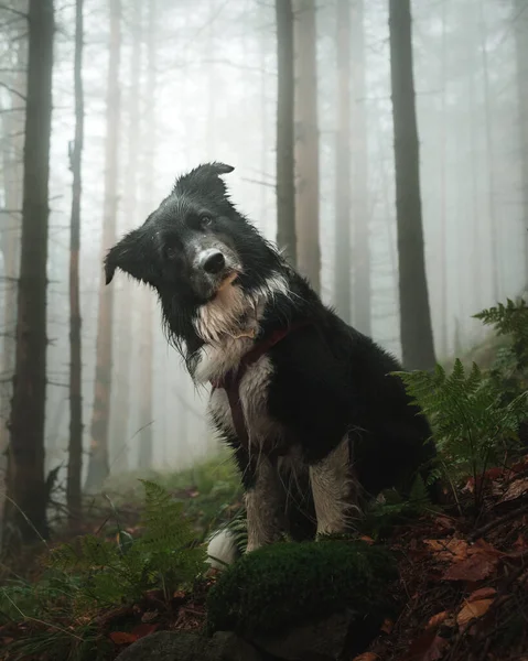 Svart Och Vit Hund Skogen — Stockfoto