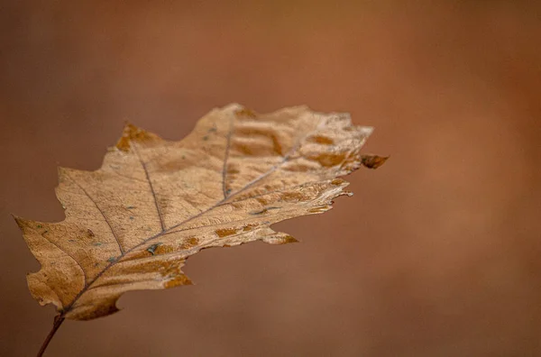 秋天树上的叶子 — 图库照片