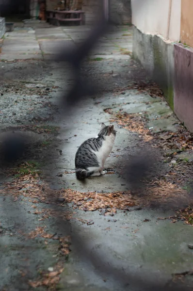 Kot Siedzi Ulicy — Zdjęcie stockowe