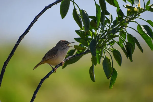 Casa Wren Troglodytes Aedon Encaramado Arbusto Buenos Aires — Foto de Stock