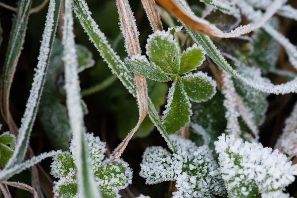 Krásný Botanický Záběr Přírodní Tapety — Stock fotografie