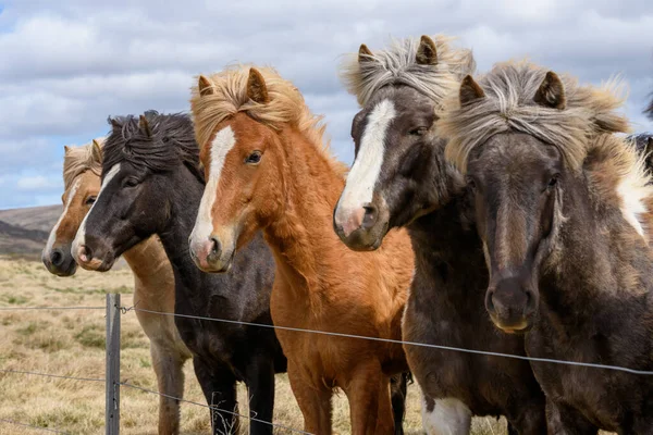 Otlakta Bir Grup — Stok fotoğraf