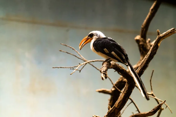 Uccello Seduto Ramo Albero Nella Natura — Foto Stock