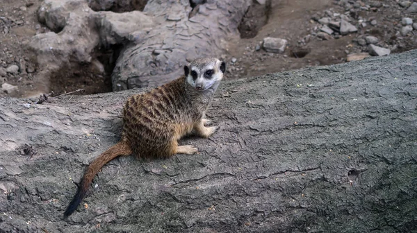 Ενιαία Meerkat Στέκεται Ένα Κούτσουρο Στο Πάρκο Ζωολογικό Κήπο Στο — Φωτογραφία Αρχείου