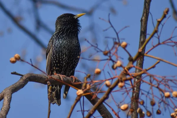 Estorninho Comum Estorninho Europeu Sturnus Vulgaris Empoleirado Buenos Aires — Fotografia de Stock