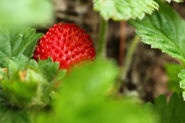 Rode Rijpe Aardbeien Groeien Tuin — Stockfoto