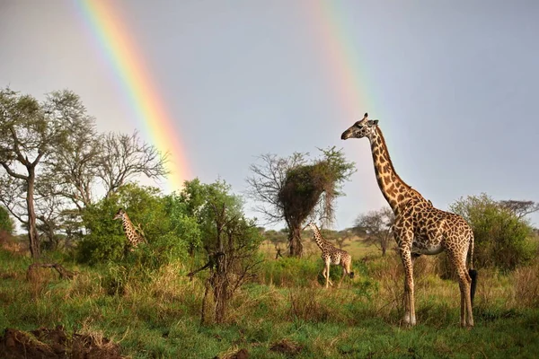 Giraff Savannen Kenya — Stockfoto