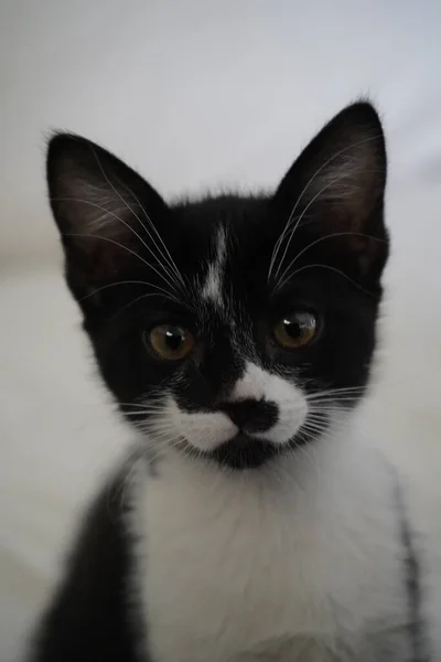 Schwarze Und Weiße Katze — Stockfoto