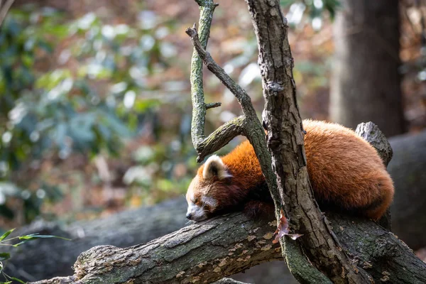 Panda Červená Stromě — Stock fotografie