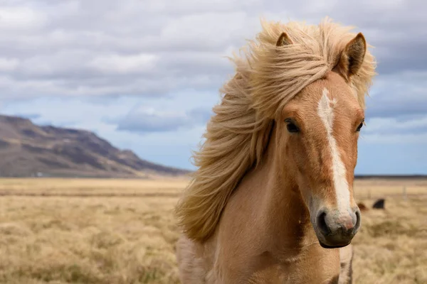 Cavallo Icelandico Montagna — Foto Stock