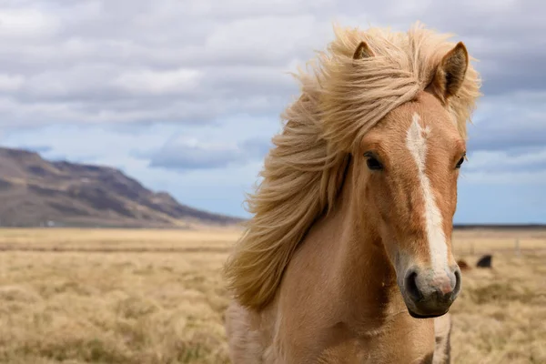 Caballo Icelandés Las Montañas —  Fotos de Stock