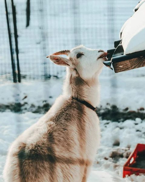 Karda Bir Köpek — Stok fotoğraf