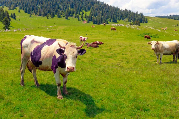Krávy Pastvě Zelené Louce — Stock fotografie
