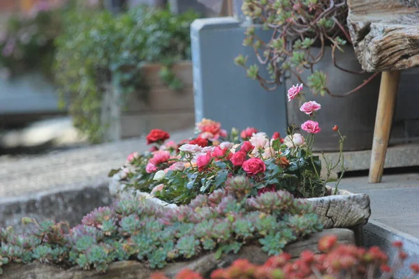 Hermosas Flores Jardín — Foto de Stock