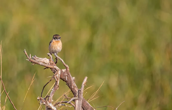 Stone Chat Sitting Plant Green Background — Stock Photo, Image