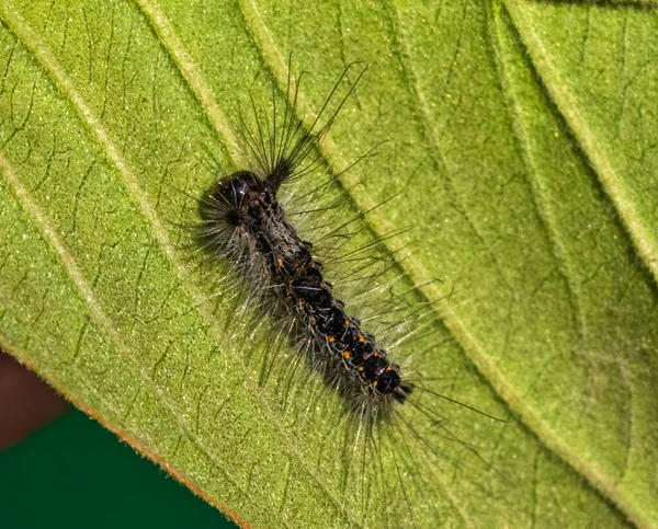 Bruco Una Foglia Verde — Foto Stock