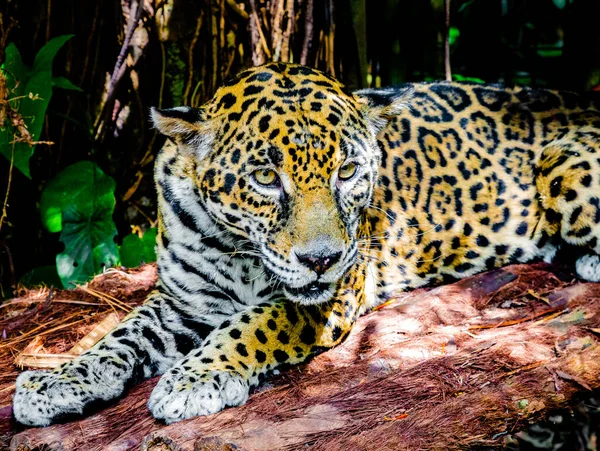 Retrato Belo Leopardo — Fotografia de Stock