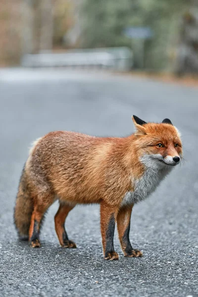 Κόκκινη Αλεπού Στο Δάσος — Φωτογραφία Αρχείου