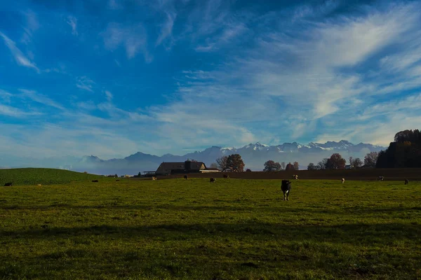 Bela Paisagem Com Cavalo Nas Montanhas — Fotografia de Stock