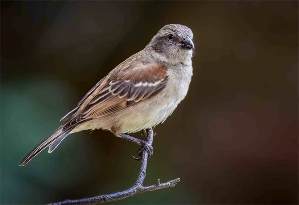 Vogel Een Tak — Stockfoto