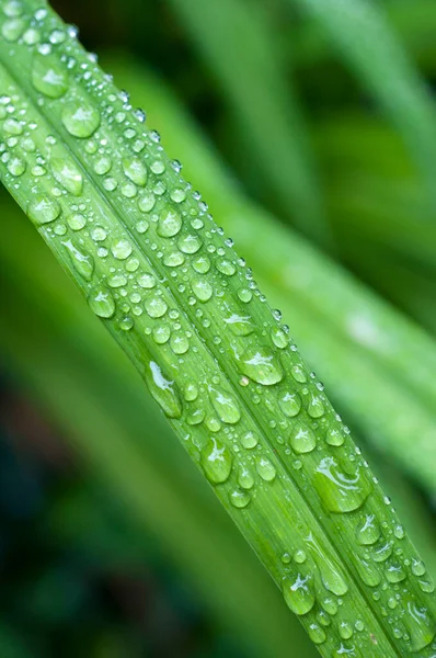 Крупним Планом Зелене Листя Краплями Води — стокове фото