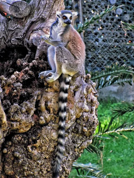 Vertikal Bild Ung Svart Och Vit Stjärt Lemur Sitter Trädstam — Stockfoto