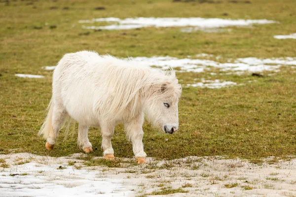 Pony Meadow Winter — Stock Photo, Image