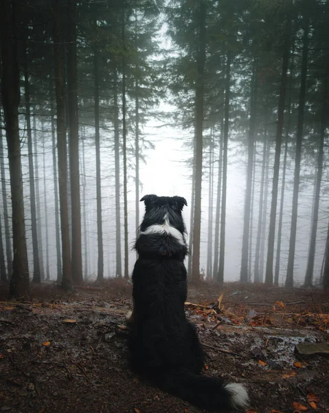 Perro Bosque — Foto de Stock