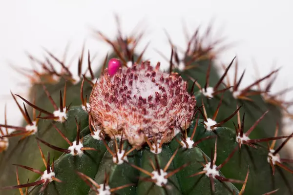 Közel Egy Kaktuszhoz Sivatagban — Stock Fotó