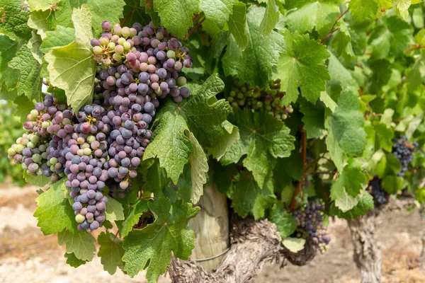 ブドウ畑の赤ワイン — ストック写真